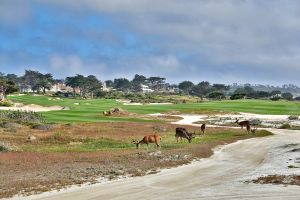 MPCC (Dunes) 15th Deer